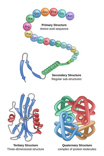 Protein-structure-and-composition-1
